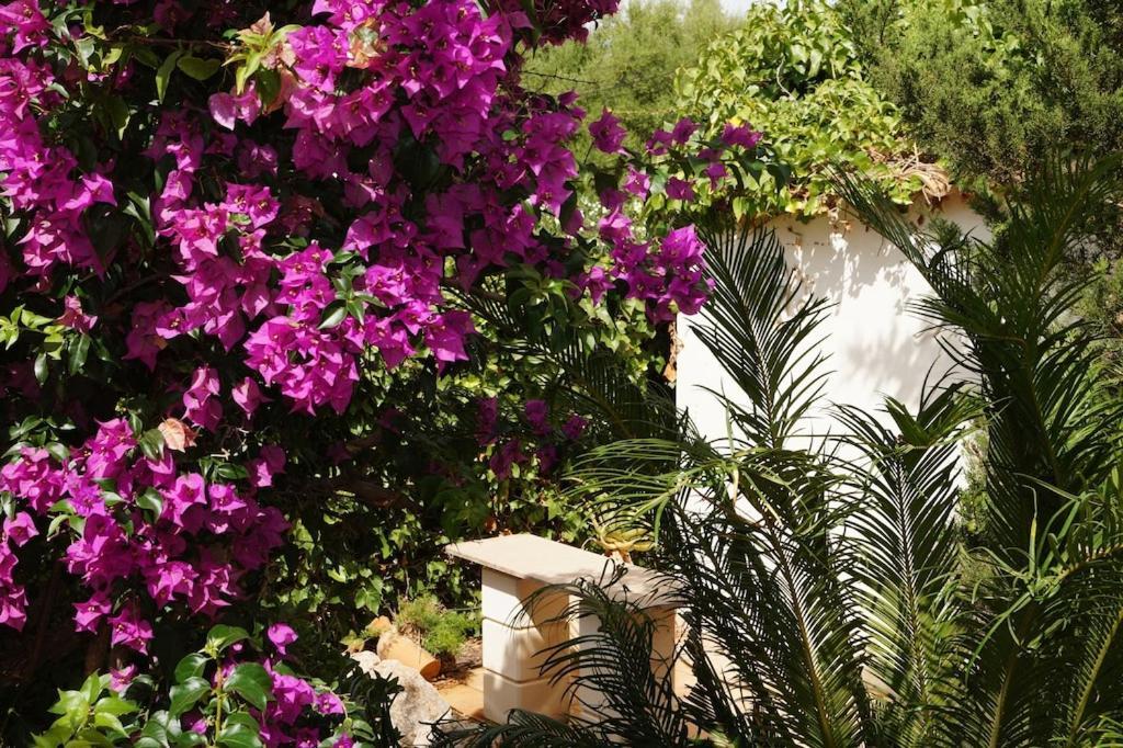 Villa Cala Mendia Cala Mandia  Dış mekan fotoğraf